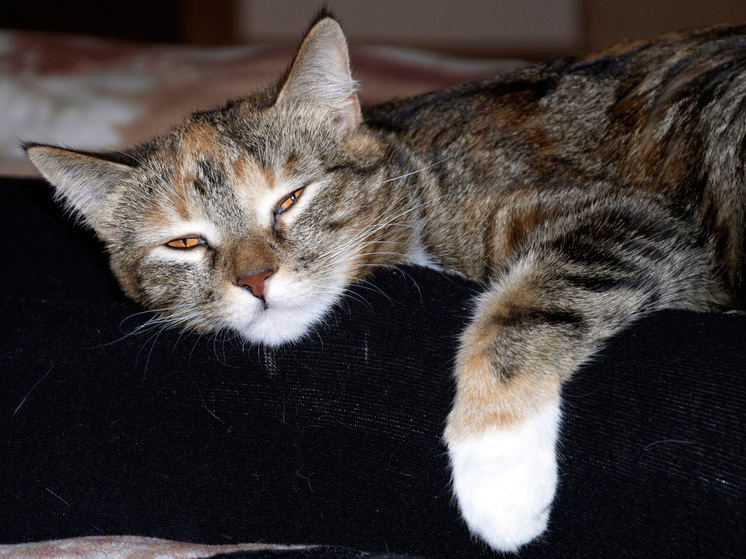 У кошки нашли редкое для домашних животных интимное заболевание