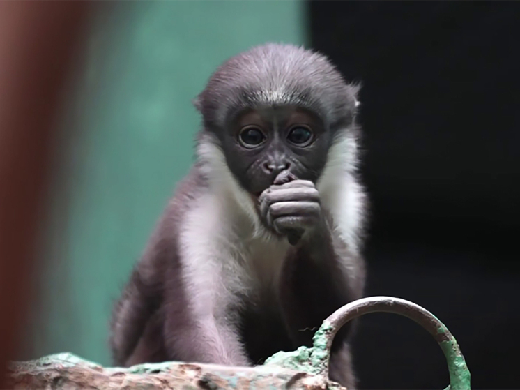 В Московском зоопарке детеныш мартышки начал спускаться с живота мамы на землю