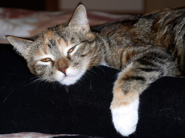 Кошке в московской ветклинике поставили необычный диагноз