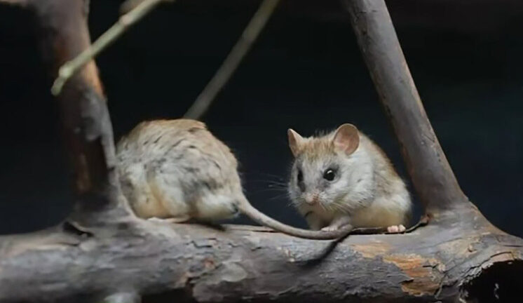 В зоопарке представили крыс, которые узнают друг друга по запаху