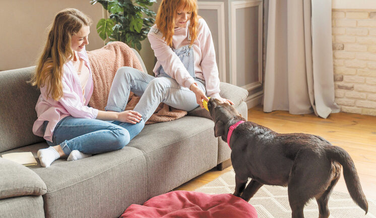 Депутаты предложили ограничить число животных в квартире