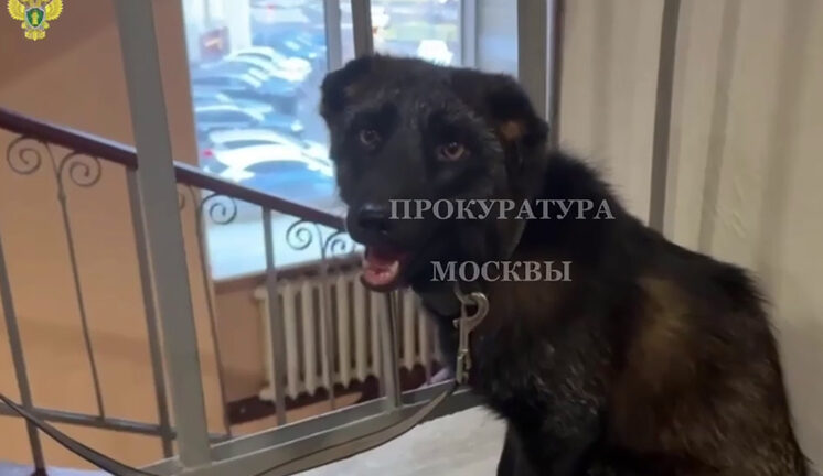 Выяснилось, зачем москвичка завела в квартире чернобурого лиса