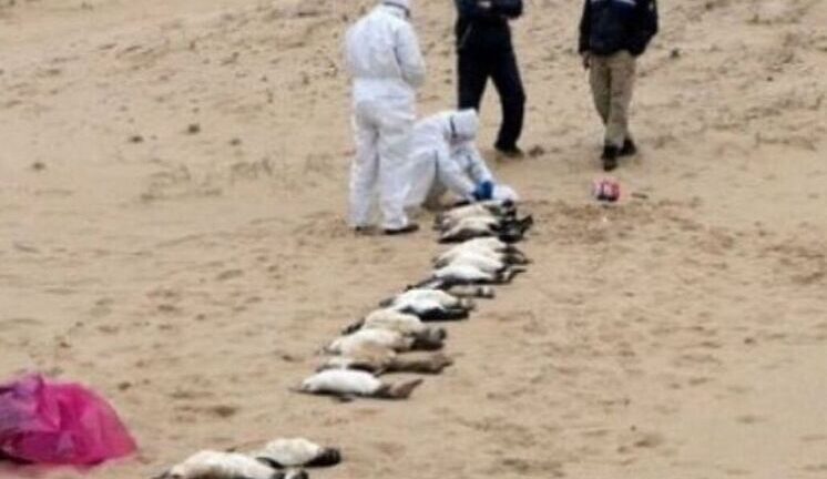 Десятки тысяч пингвинов погибли голодной смертью