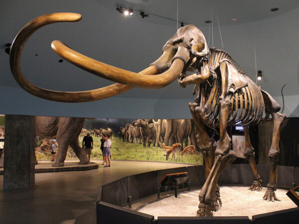 Генетическая экспертиза раскрыла подробности о последних мгновениях жизни мамонта 40 000 лет назад