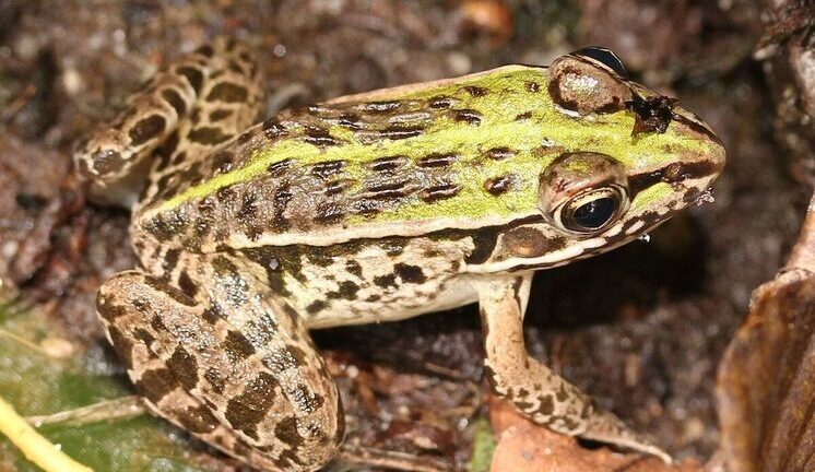 Японское земноводное поглощало гигантских шершней и игнорировало множественные укусы в рот и глаза