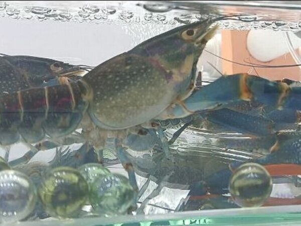 Молодые российские учёные создали быстро растущих членистоногих