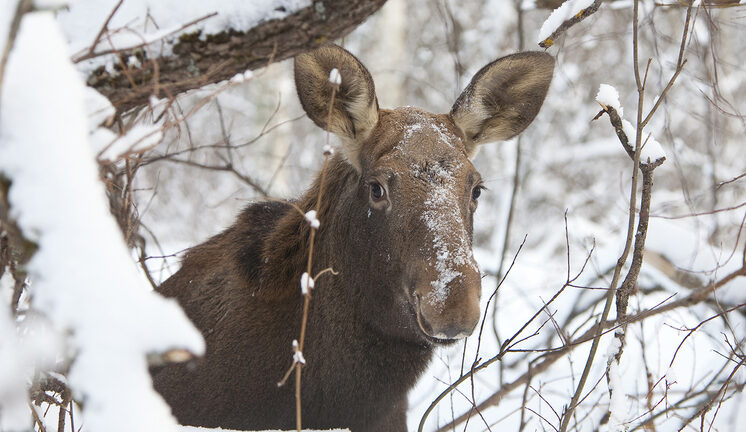 Ученые установили: химический состав организмов животных за столетие заметно изменился