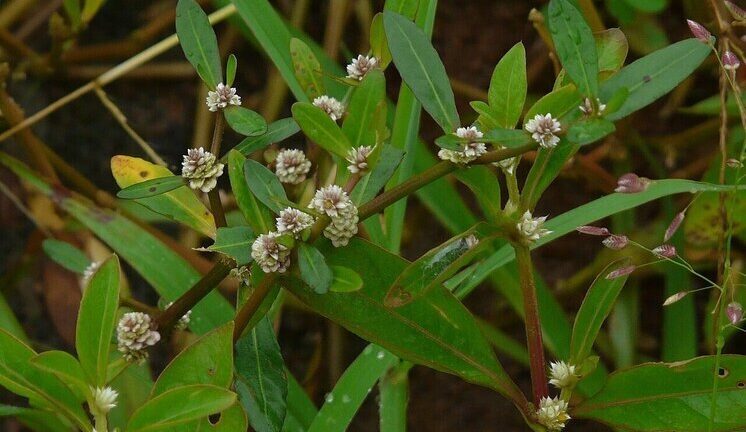 Учёные раскрыли полезный секрет целебного бразильского растения